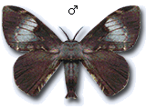 MU