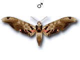 MU