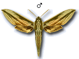 MU