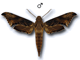 MU