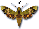 MU