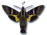 MU