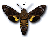 MU