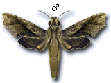 MU