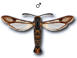 MU