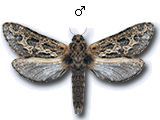 MU