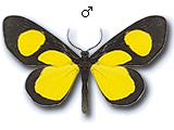 MU