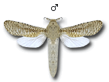 MU