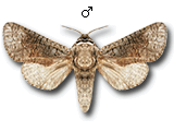 MU