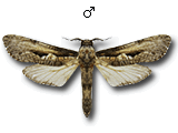 MU