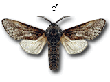 MU