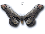 MU