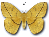 MU