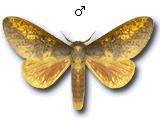 MU