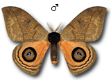 MU