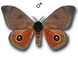 MU