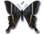 MU