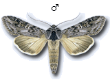 Cucullia artemisiae