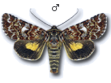 Anarta (Anarta) myrtilli