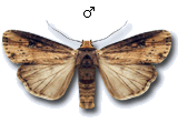 Axylia putris