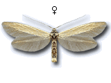 Coleophora alticolella