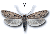 Hofmannophila pseudospretella