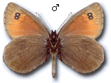 MD