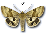Heliothinae