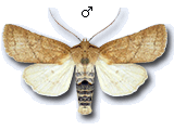 Jodia croceago