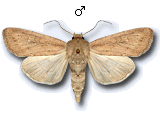Fabula zollikoferi