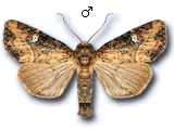 Mesapamea secalis