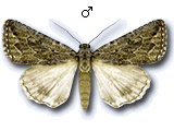 MU