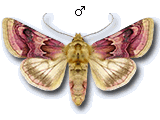 Periphanes (Periphanes) delphinii