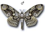 MU