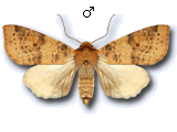 Xanthia (Cirrhia) gilvago