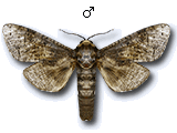 MU
