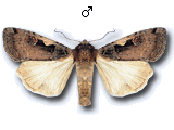 Xestia (Megasema) c-nigrum