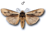 Xylena (Xylena) vetusta