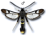 Synanthedon andrenaeformis