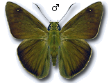 MU