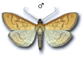 Mecyna flavalis