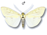 Sitochroa palealis
