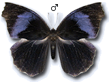 MU