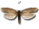 MU
