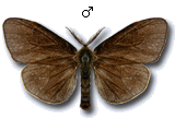 Canephora hirsuta