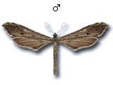 Agdistinae