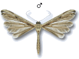 Emmelina monodactyla