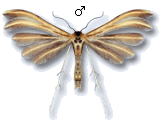 Merrifieldia baliodactylus