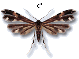 Pselnophorus heterodactyla