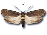 Depressaria (Depressaria) badiella